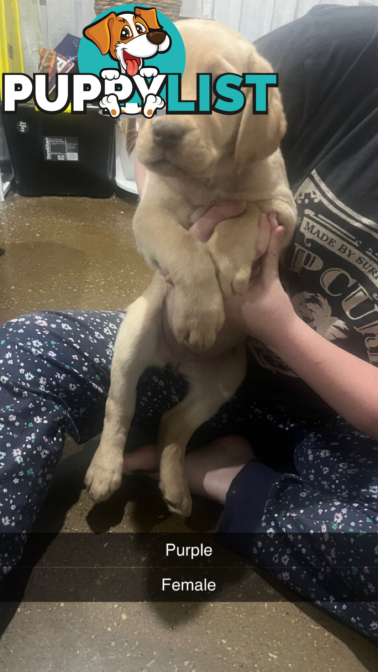 Labrador puppies