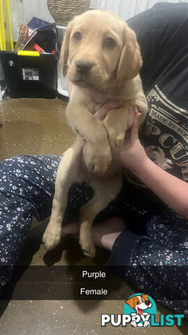 Labrador puppies