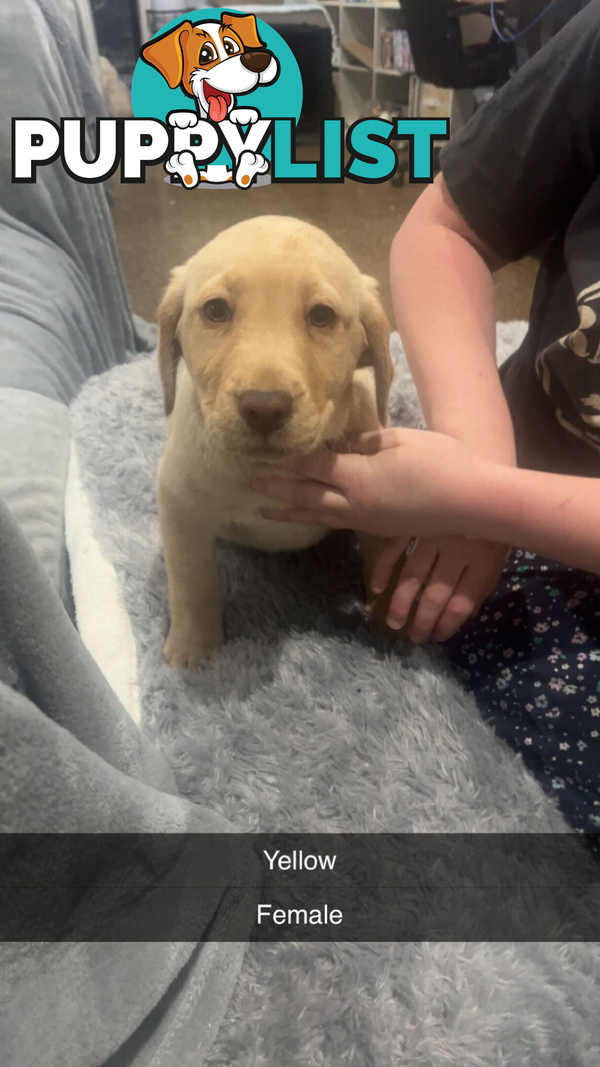 Labrador puppies