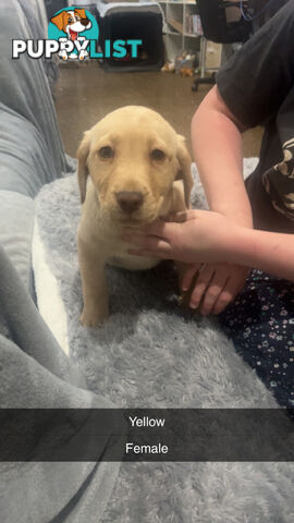 Labrador puppies