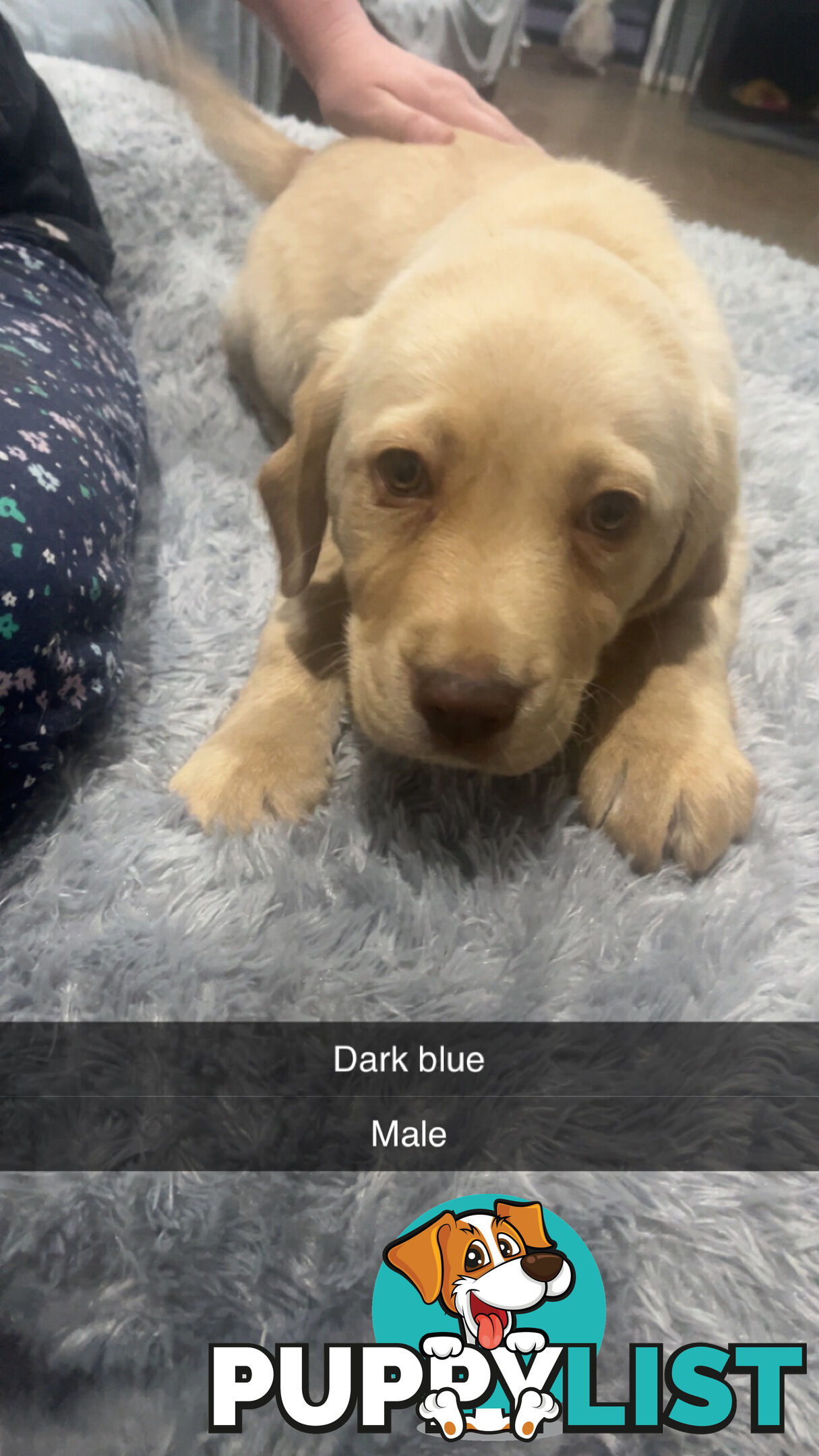 Labrador puppies