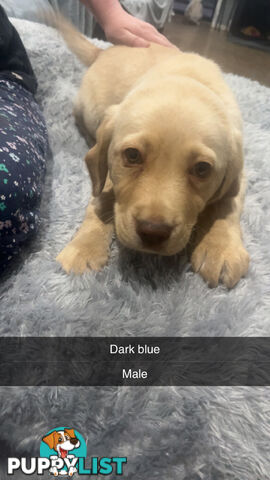 Labrador puppies