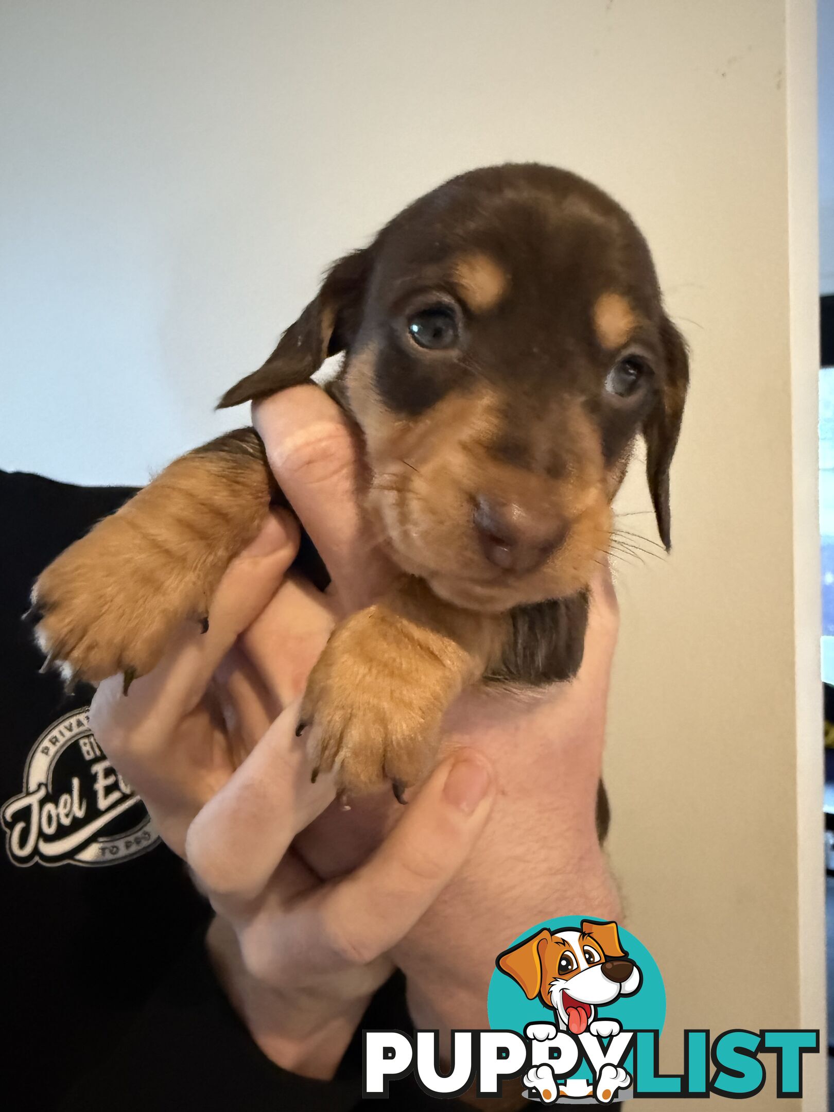 Miniature Dachshunds