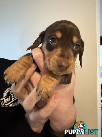 Miniature Dachshunds