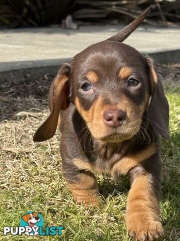Miniature Dachshunds
