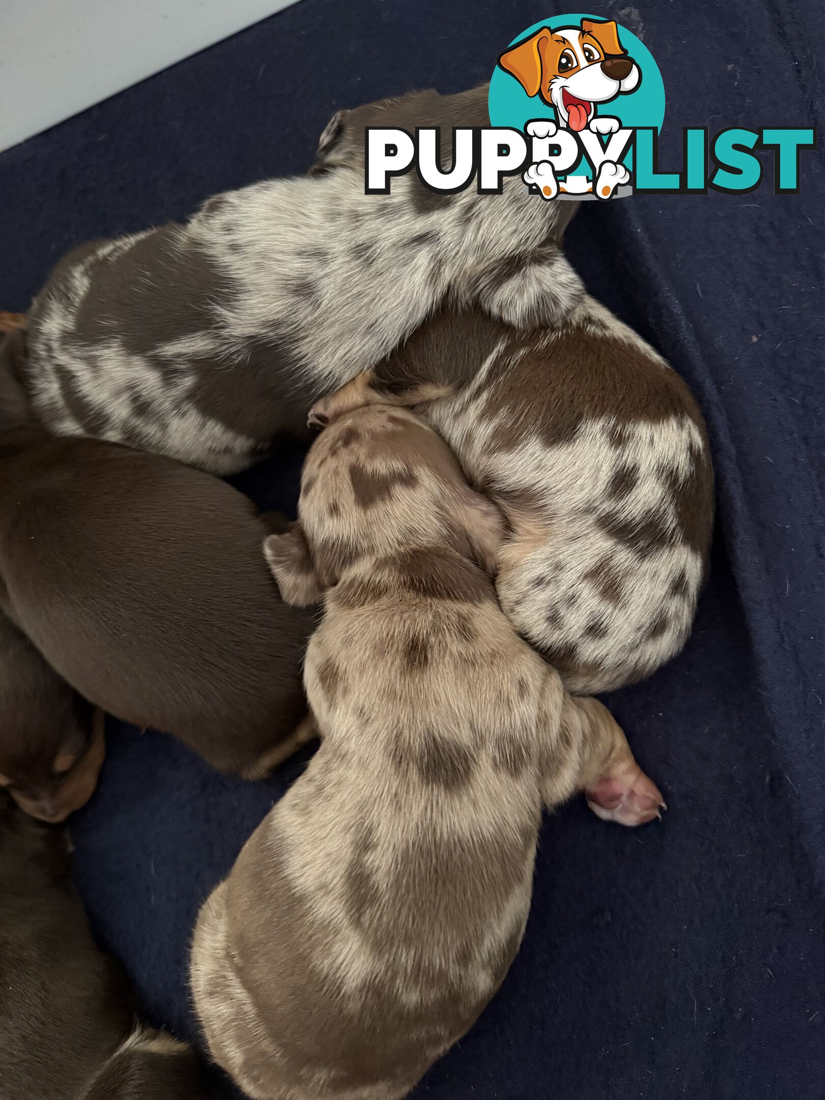 Miniature Dachshunds