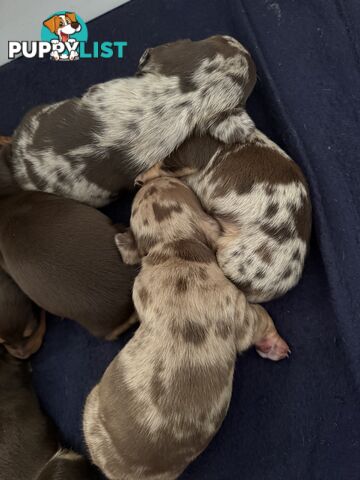 Miniature Dachshunds