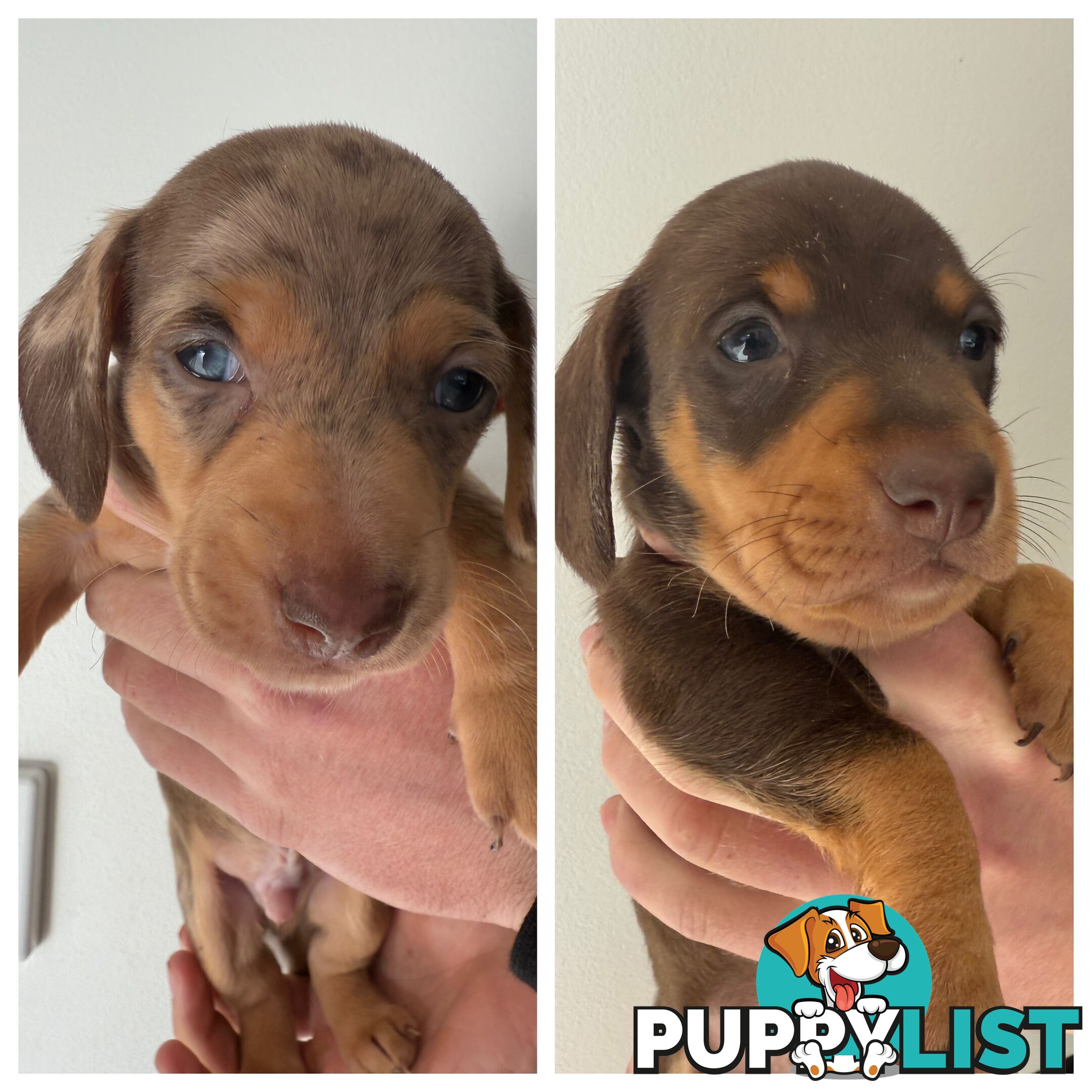 Miniature Dachshunds