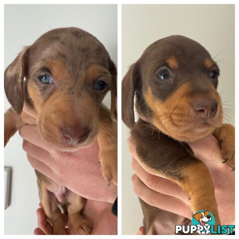 Miniature Dachshunds