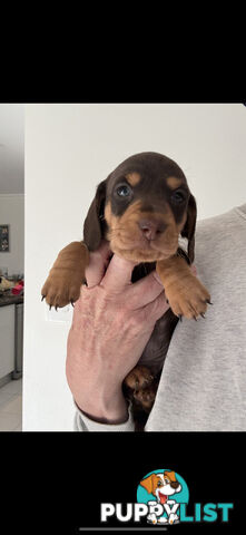 Miniature Dachshunds