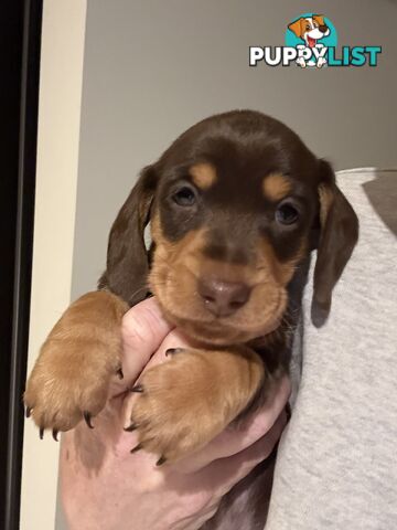 Miniature Dachshunds