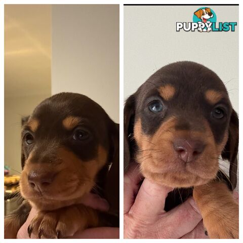 Miniature Dachshunds