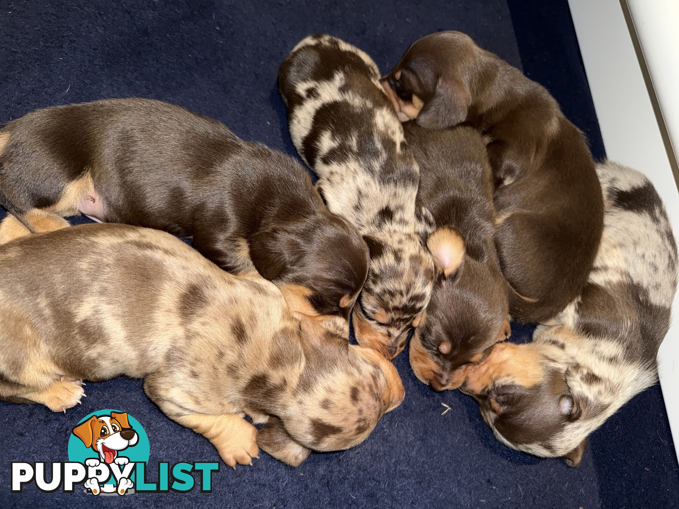 Miniature Dachshunds