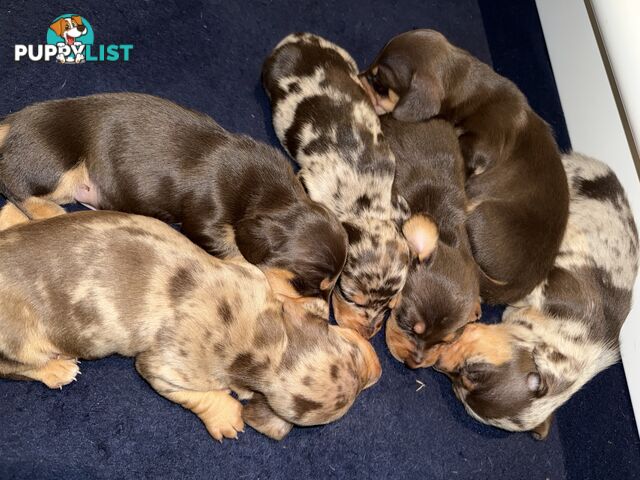 Miniature Dachshunds