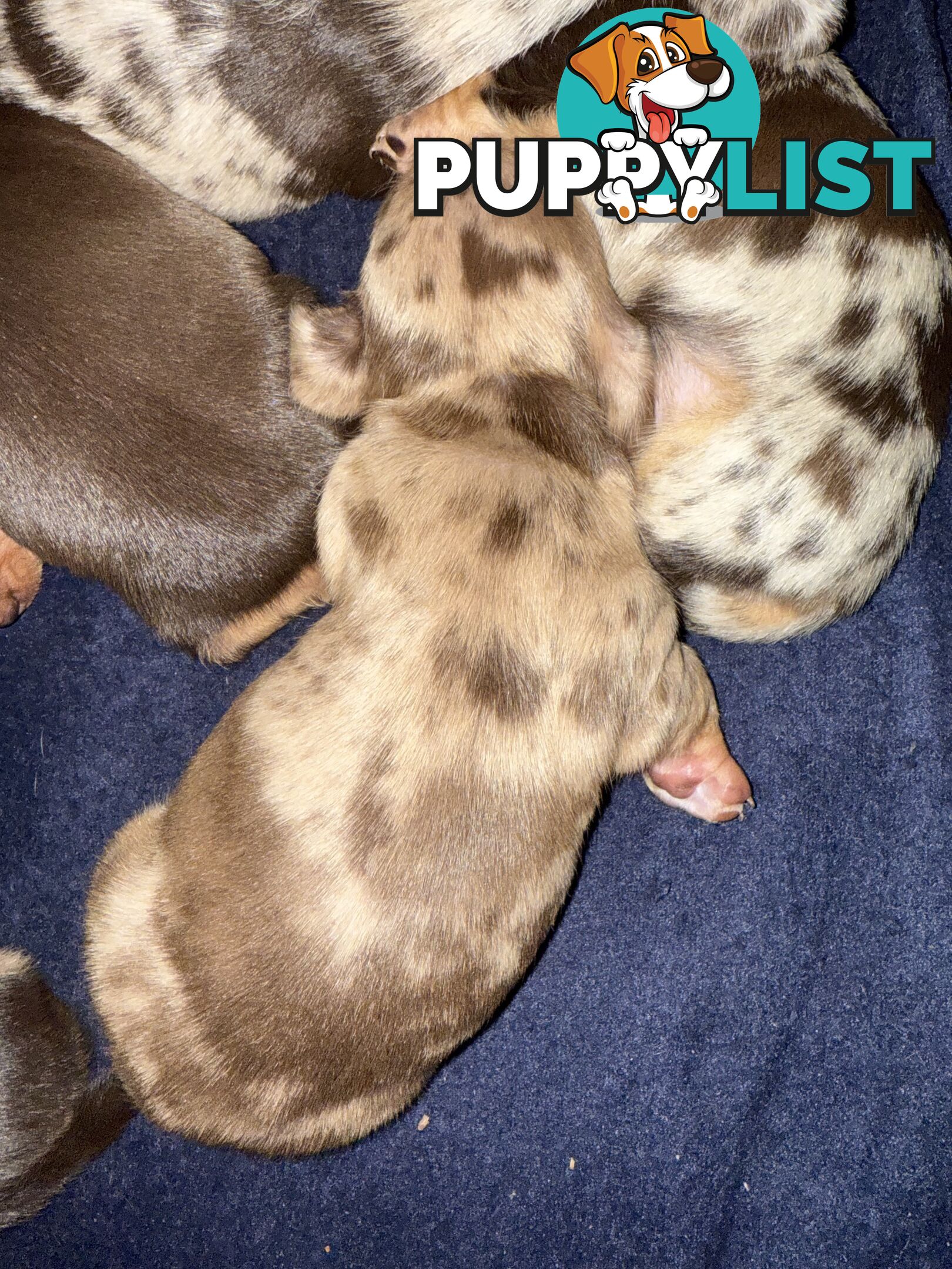Miniature Dachshunds