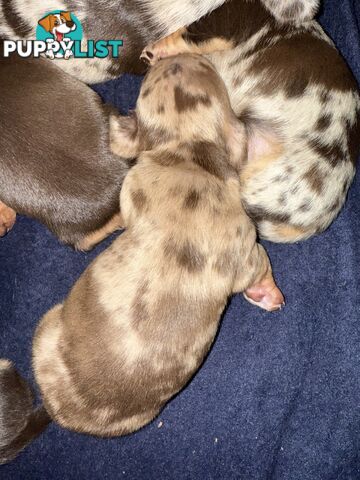 Miniature Dachshunds
