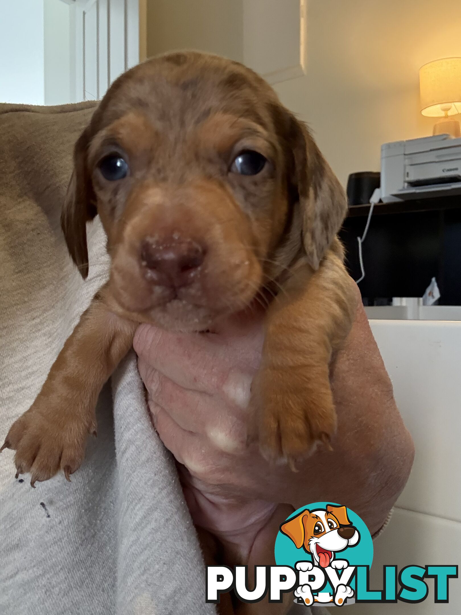 Miniature Dachshunds