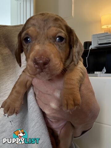 Miniature Dachshunds