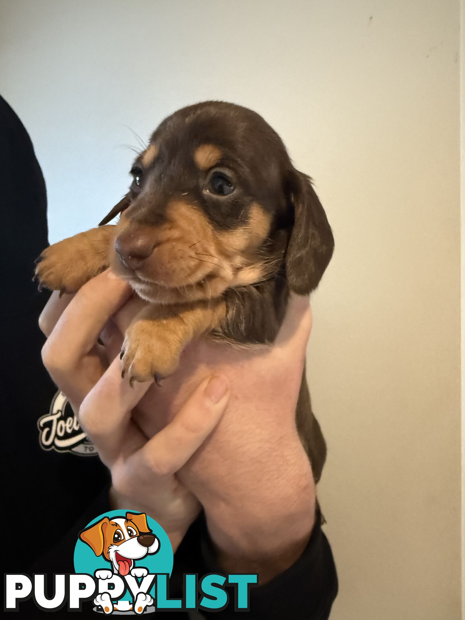 Miniature Dachshunds