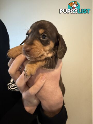 Miniature Dachshunds