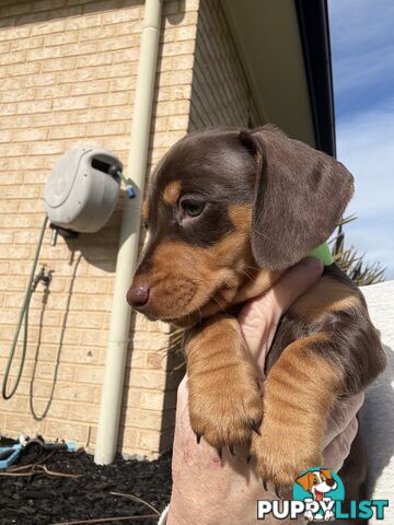 Miniature Dachshunds