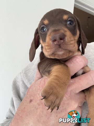 Miniature Dachshunds