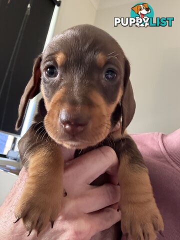 Miniature Dachshunds