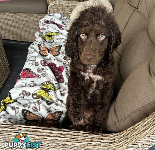 Miniature Labradoodles