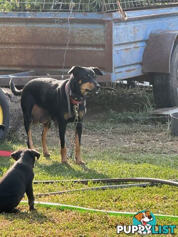 Huntaway x kelpie pups