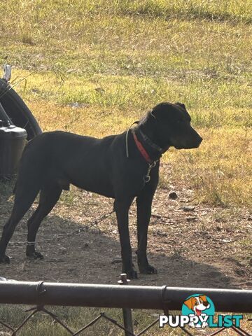 Huntaway x kelpie pups