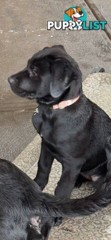 4x Rottweiler x Cane Corso puppies for sale!