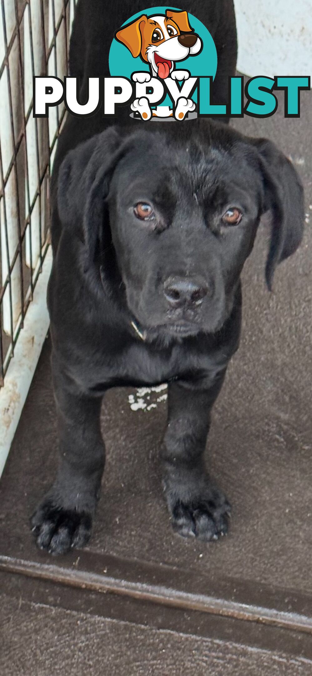 4x Rottweiler x Cane Corso puppies for sale!