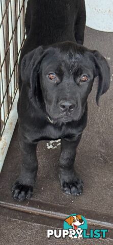 4x Rottweiler x Cane Corso puppies for sale!