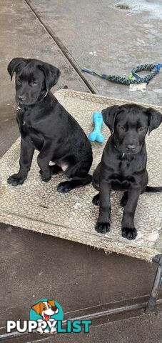 4x Rottweiler x Cane Corso puppies for sale!