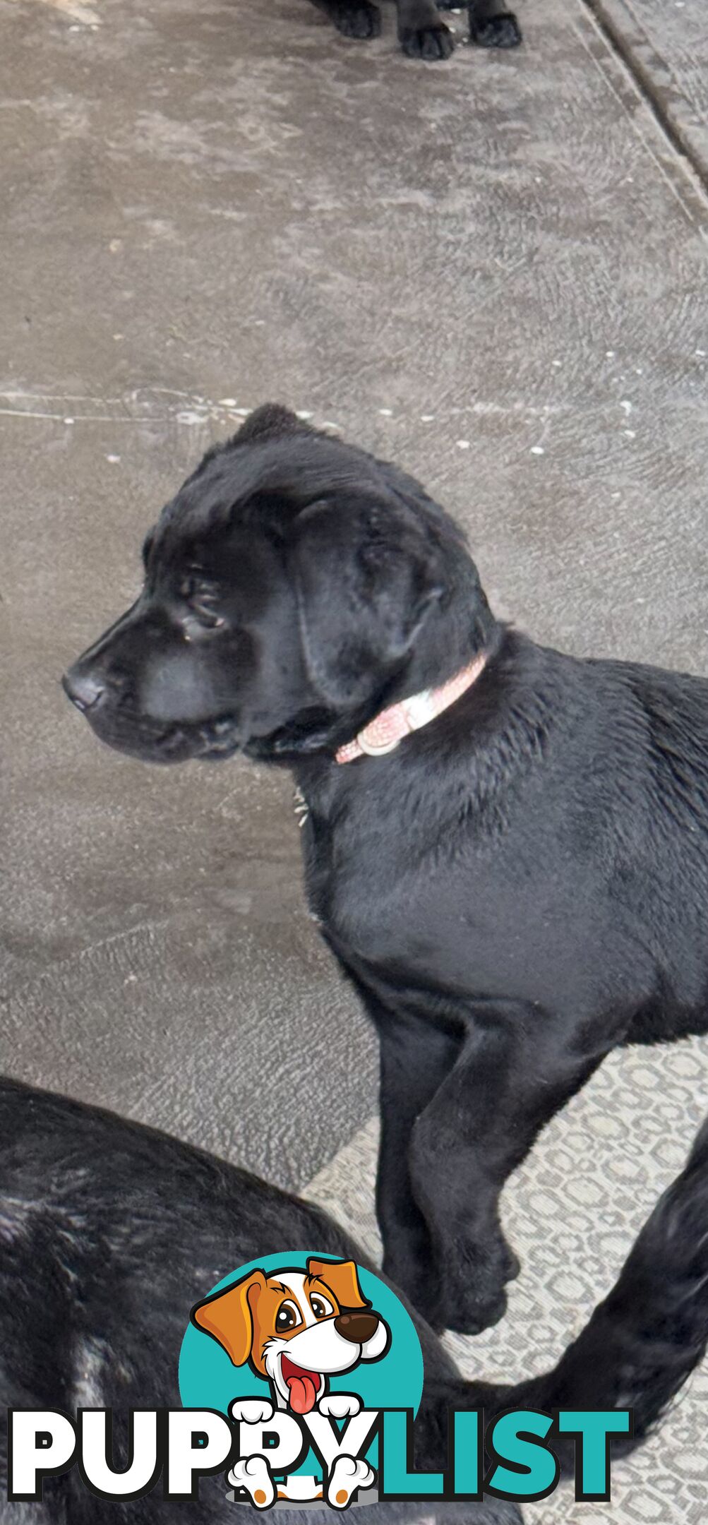 4x Rottweiler x Cane Corso puppies for sale!