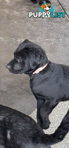 4x Rottweiler x Cane Corso puppies for sale!