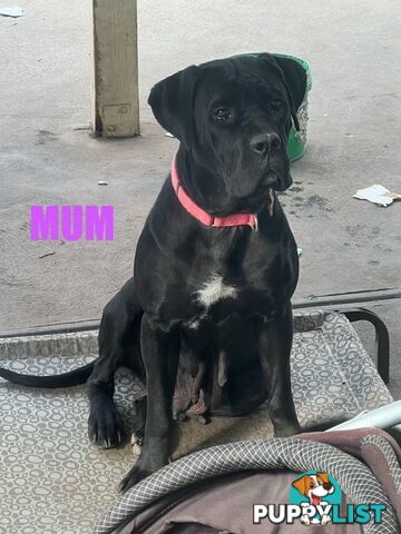 4x Rottweiler x Cane Corso puppies for sale!