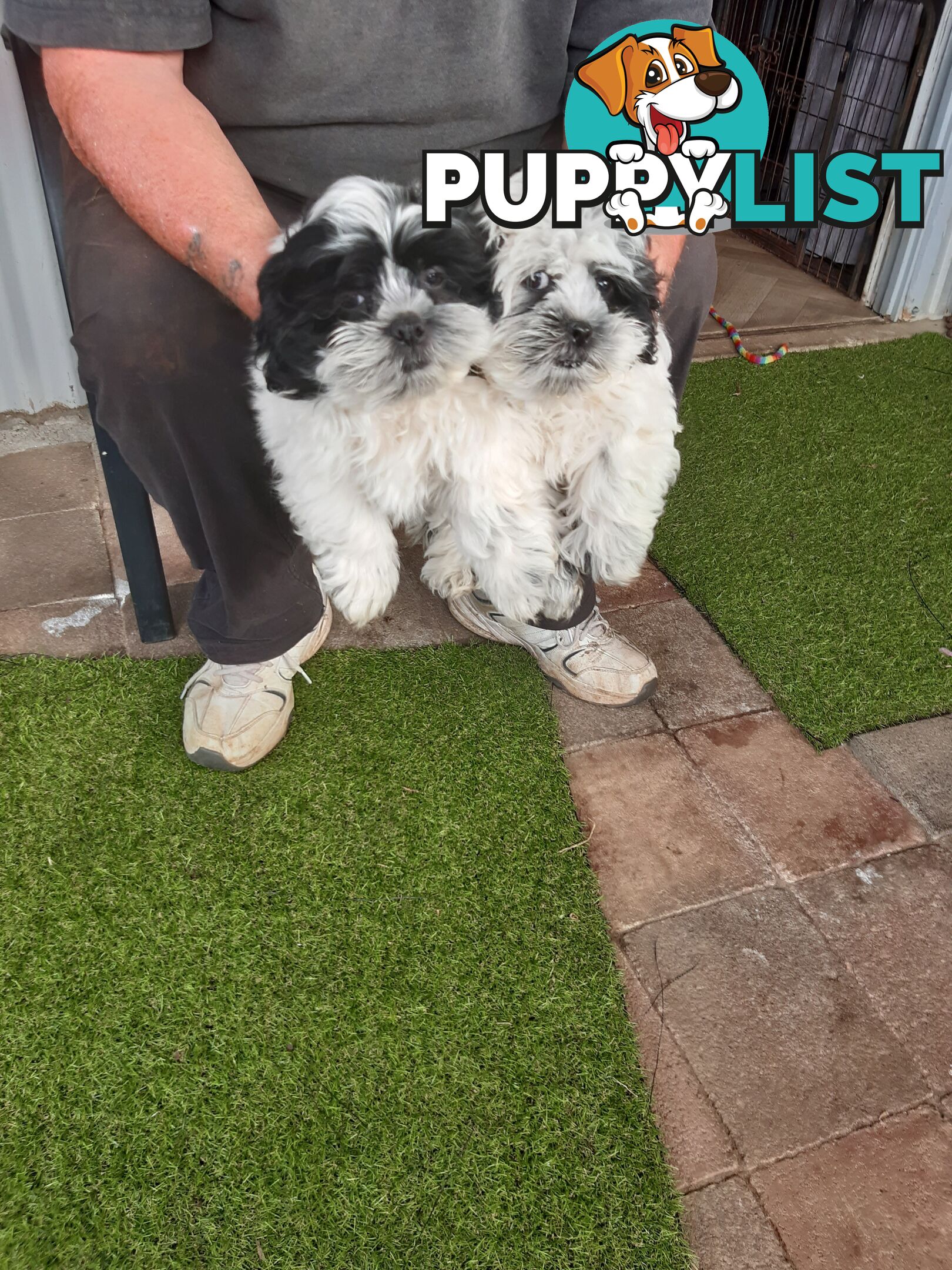 Maltese x shih-tzu