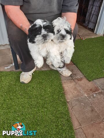 Maltese x shih-tzu