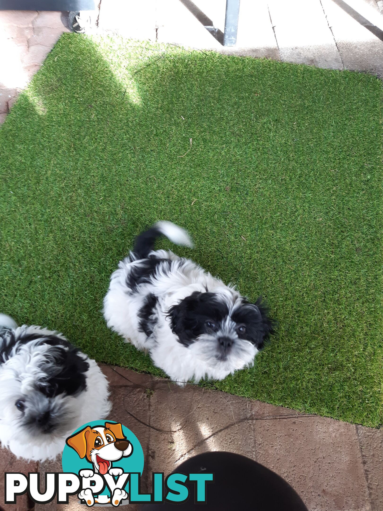 Maltese x shih-tzu