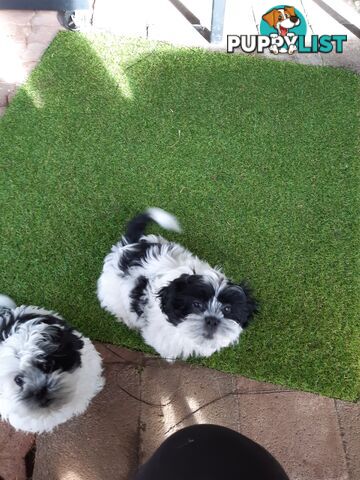 Maltese x shih-tzu