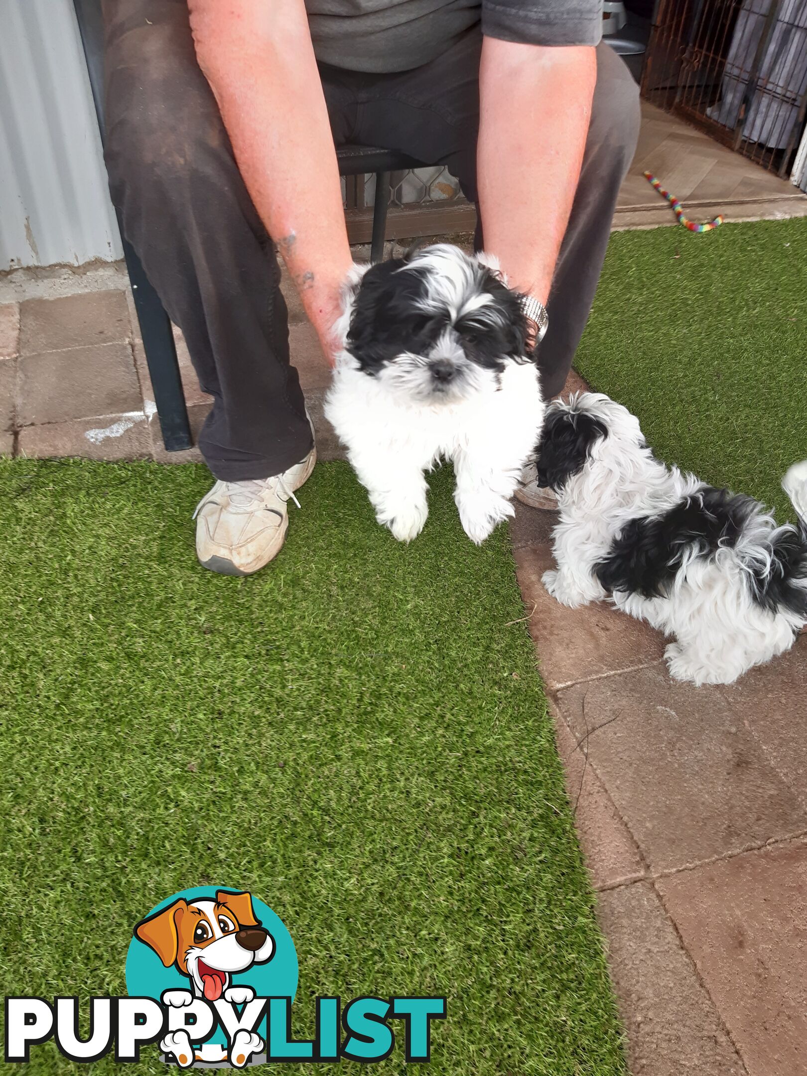 Maltese x shih-tzu