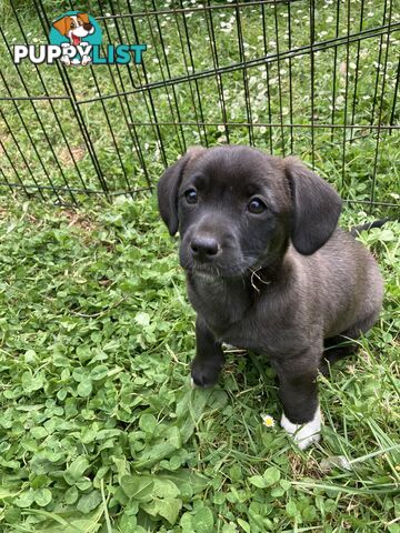 2 female Cavoodle x Jack Russell