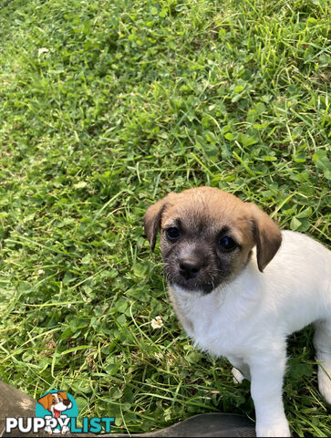 2 female Cavoodle x Jack Russell