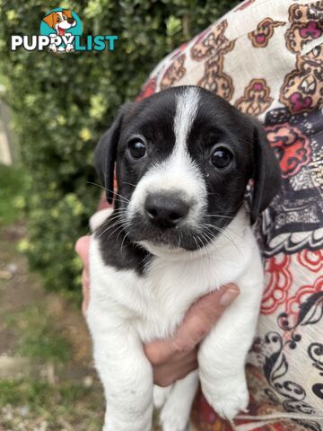 4 GORGEOUS Cavoodle x Jack Russel puppies. Ready to go to their forever loving homes!