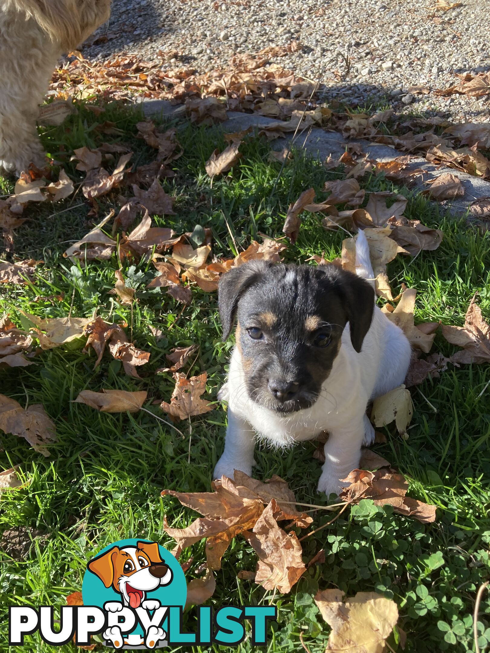3 GORGEOUS male Cavoodle x Jack Russel puppies 🐶
