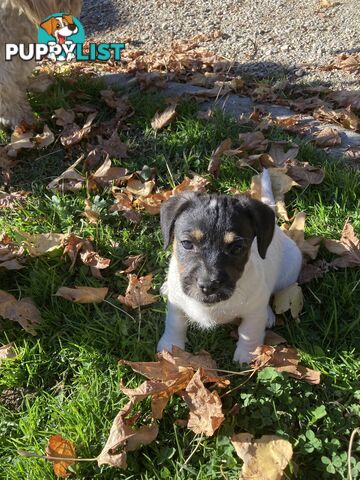 3 GORGEOUS male Cavoodle x Jack Russel puppies 🐶