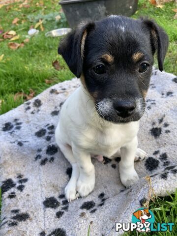 3 GORGEOUS male Cavoodle x Jack Russel puppies 🐶