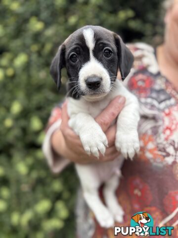6 GORGEOUS Cavoodle x Jack Russel puppies. Available now for their forever loving homes!