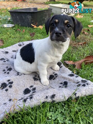 1 GORGEOUS male Cavoodle x Jack Russel puppy 🐶